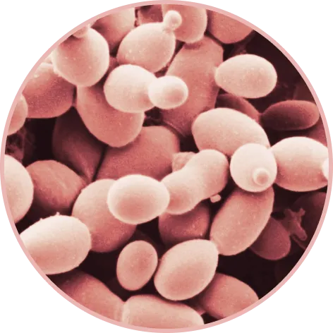 Magnified Bacilli